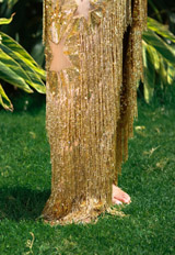 Rocky Star GownIMG_6591